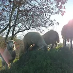 Pilikan - Park, Agroturism, Vineyard & Farm 公寓