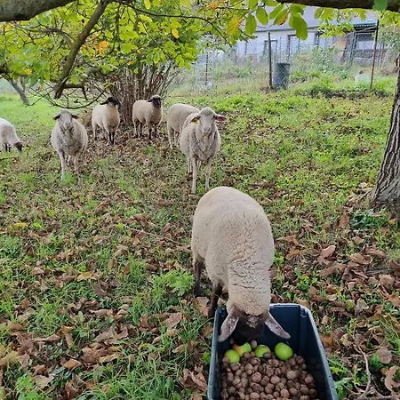 Pilikan - Park, Agroturism, Vineyard & Farm Апартаменты Черсегтомай