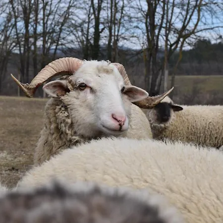 Pilikan - Park, Agroturism, Vineyard & Farm Lägenhet *