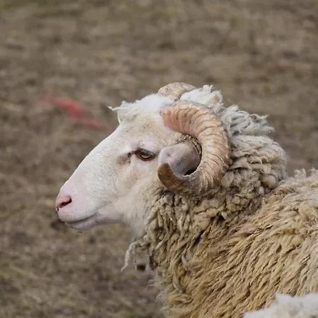 Pilikan - Park, Agroturism, Vineyard & Farm *