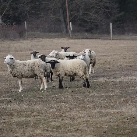 Pilikan - Park, Agroturism, Vineyard & Farm Апартаменты *