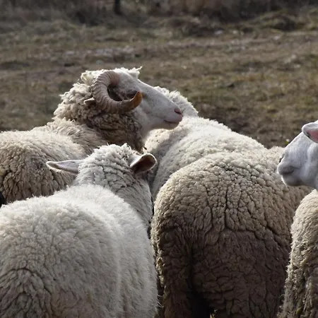 Pilikan - Park, Agroturism, Vineyard & Farm Lägenhet Cserszegtomaj