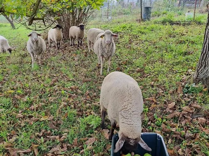 Pilikan - Park, Agroturism, Vineyard & Farm דירה צ'רסגטומאי