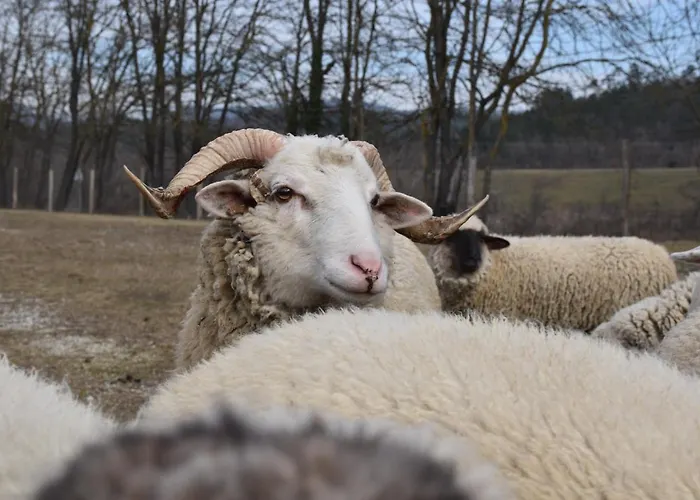 Pilikan - Park, Agroturism, Vineyard & Farm דירה *
