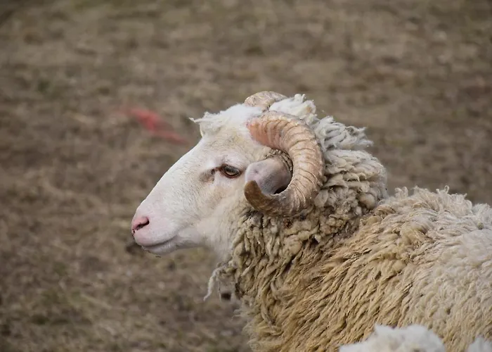 Pilikan - Park, Agroturism, Vineyard & Farm *