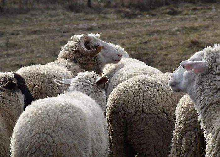 Pilikan - Park, Agroturism, Vineyard & Farm דירה צ'רסגטומאי